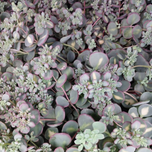 Sedum Sieboldii Mediovariegatus