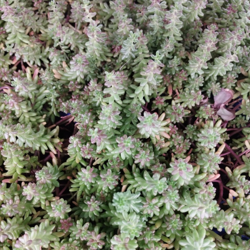 Sedum Album Coral Carpet