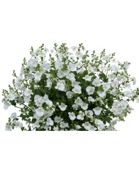 Diascia Genta Classic White