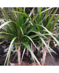 Dragonnier Marginata en pot de 11cm