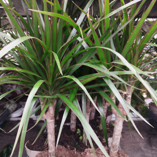 Dragonnier Marginata en pot de 11cm