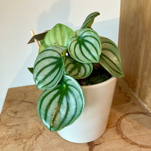 Peperomia Argyreia - Pépéromie DArgent