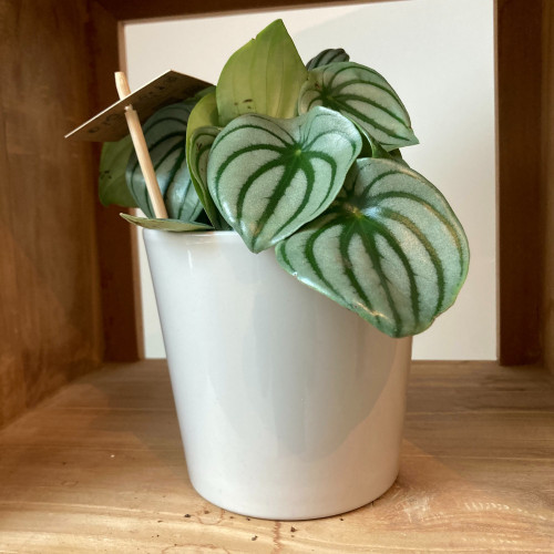 Peperomia Argyreia - Pépéromie DArgent