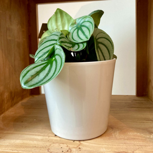 Peperomia Argyreia - Pépéromie DArgent