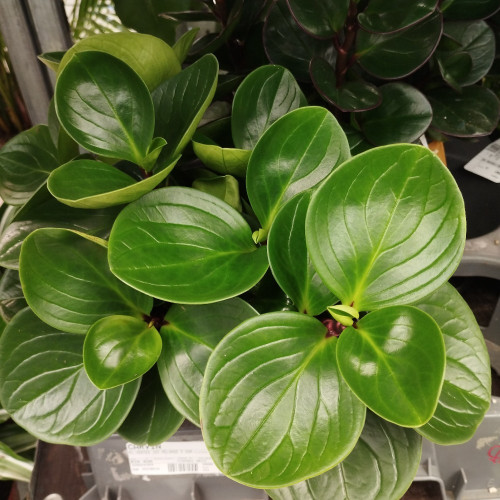 Peperomia Argyreia - Pépéromie DArgent Obtus Vert