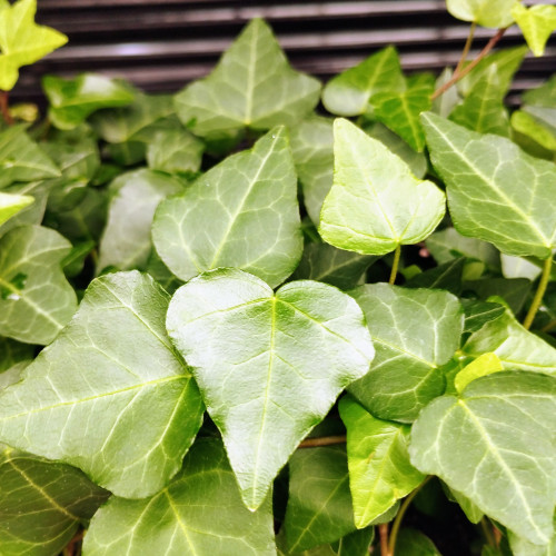 Lierre hedera helix green ripple