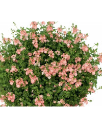 Diascia Genta Pink