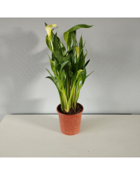 Calla Zantedeschia pot de 14cm