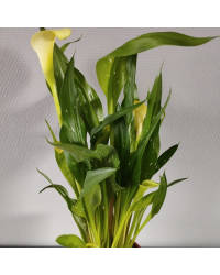 Calla Zantedeschia pot de 14cm