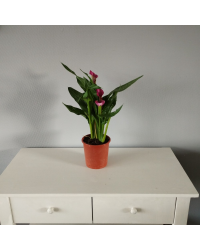 Calla Zantedeschia pot de 14cm