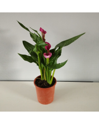 Calla Zantedeschia pot de 14cm