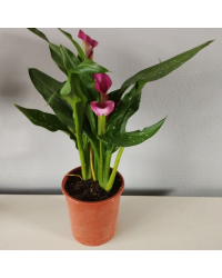 Calla Zantedeschia pot de 14cm