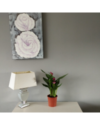 Calla Zantedeschia pot de 14cm
