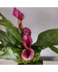 Calla Zantedeschia pot de 14cm