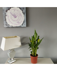 Calla Zantedeschia pot de 14cm