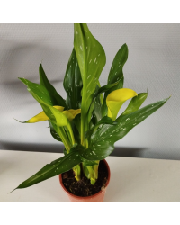 Calla Zantedeschia pot de 14cm