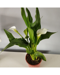 Calla Zantedeschia pot de 14cm