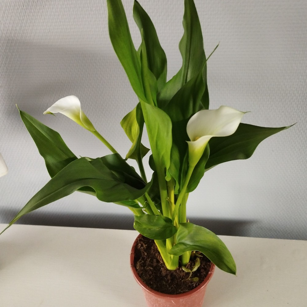 Fleurs de Calla lumineuses