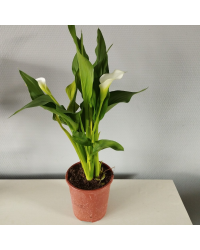 Calla Zantedeschia pot de 14cm