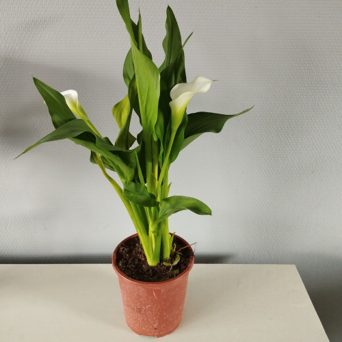 Calla Zantedeschia pot de 14cm