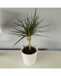 Dragonnier Marginata en pot de 11cm
