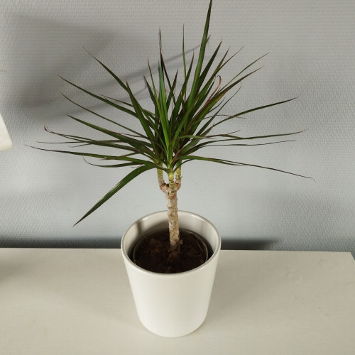Dragonnier Marginata en pot de 11cm