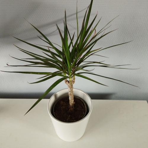 Dragonnier Marginata en pot de 11cm