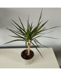 Dragonnier Marginata en pot de 11cm