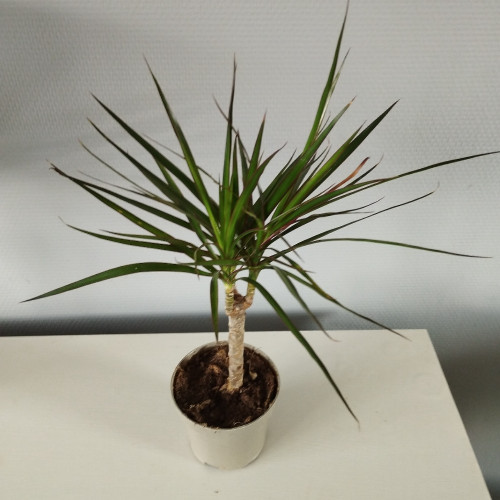 Dragonnier Marginata en pot de 11cm