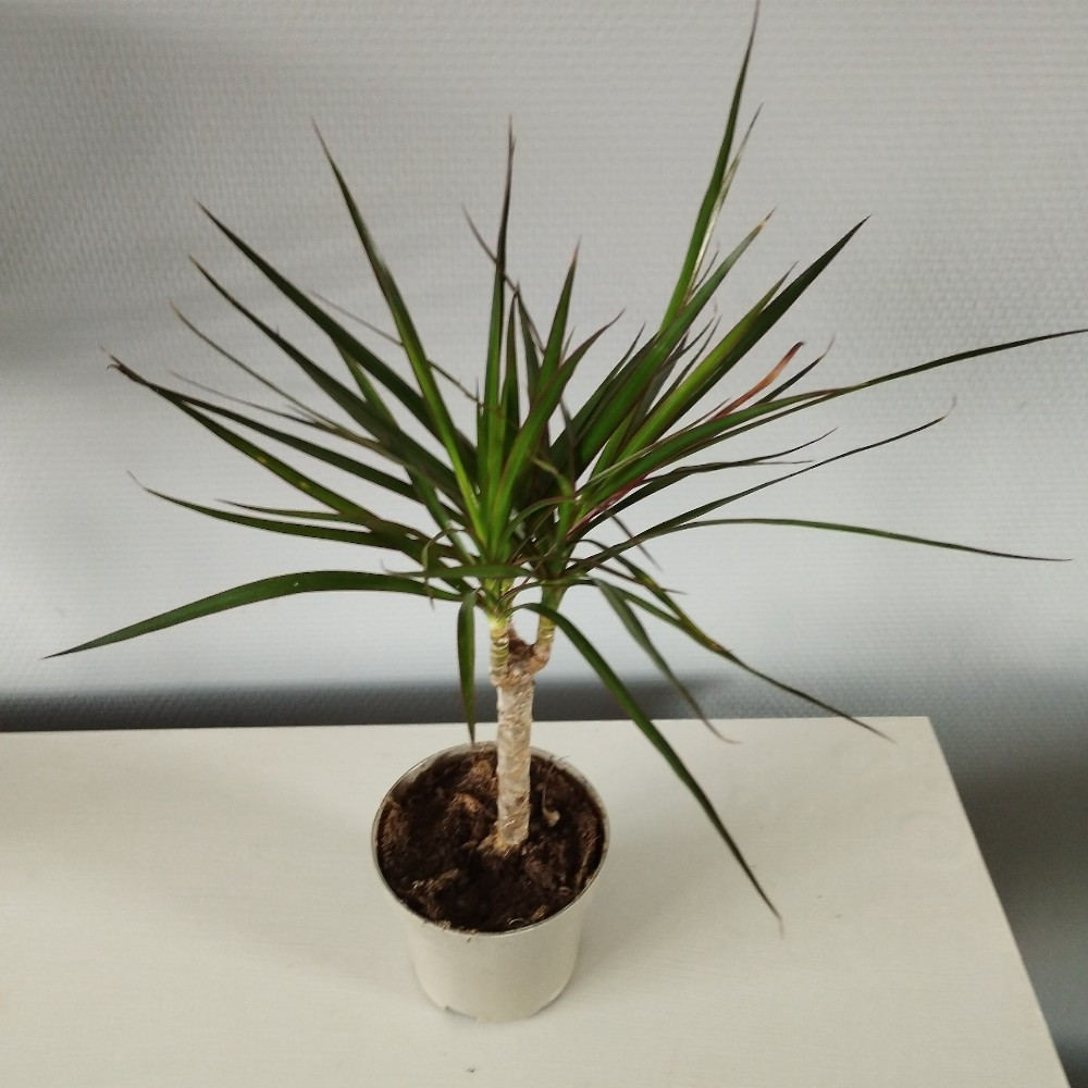 Dragonnier Marginata en pot de 11cm
