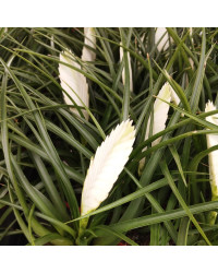 Tillandsia Fille De LAir Anita Blanc