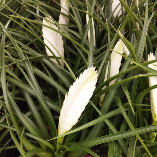 Tillandsia Fille De LAir Anita Blanc
