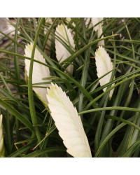 Tillandsia Fille De LAir Anita Blanc
