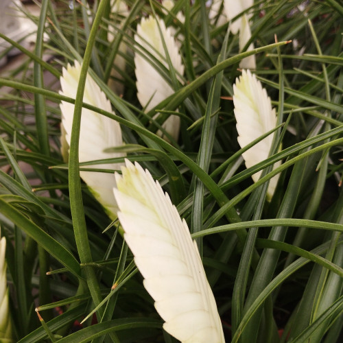 Tillandsia Fille De LAir Anita Blanc