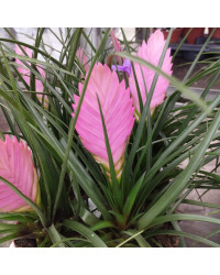Tillandsia Fille De LAir Antonio Rose