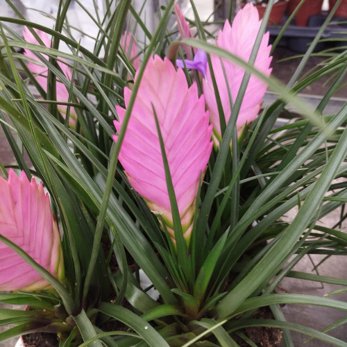 Tillandsia Fille De LAir Antonio Rose