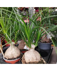 Beaucarnea Pied DÉléphant Nolina