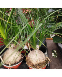 Beaucarnea Pied DÉléphant Nolina