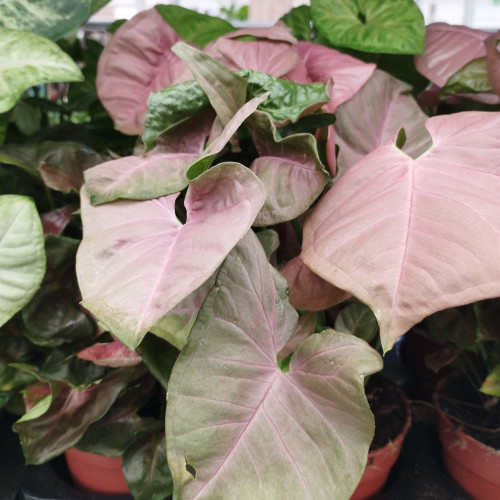 Syngonium Podophyllum Patte DOie Pink Flecked