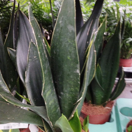 Langue De Belle-Mère Black Coral Sanseveria