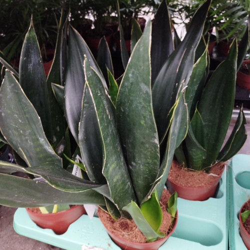 Langue De Belle-Mère Black Coral Sanseveria