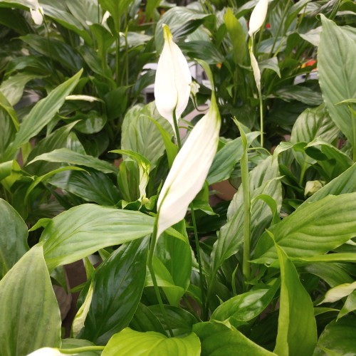 Spathiphyllum Fleur De Lune Blanc