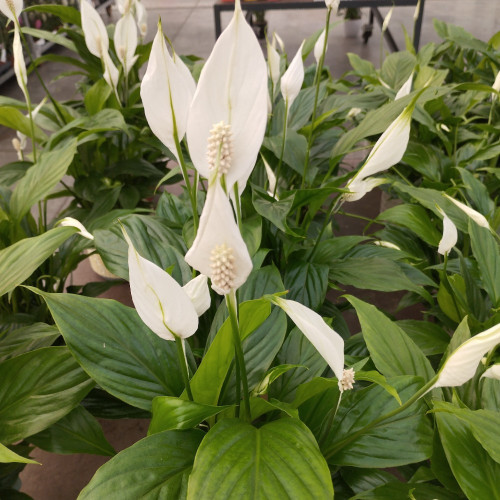 Spathiphyllum Fleur De Lune Blanc