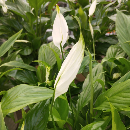 Spathiphyllum Fleur De Lune Blanc