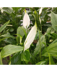Spathiphyllum Fleur De Lune Blanc