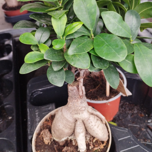 Ficus Microcarpa Ginseng P14