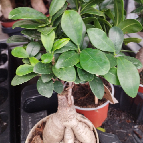 Ficus Microcarpa Ginseng P14