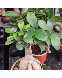 Ficus Microcarpa Ginseng P14