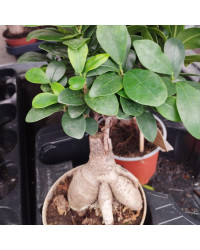 Ficus Microcarpa Ginseng P12