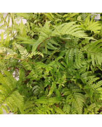 Fougère d'intérieur Nephrolepis Green Lady